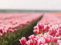 Девушка Цветы flowers, nature, wallpaper 580 обои рабочий стол