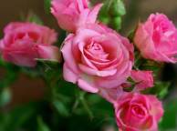 Девушка Цветы flowers, nature, wallpaper 590 обои рабочий стол