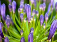 Девушка Цветы flowers, nature, wallpaper 490 обои рабочий стол