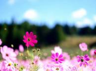 Девушка Цветы flowers, nature, wallpaper 4155 обои рабочий стол