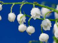 Девушка Цветы flowers, nature, wallpaper 5171 обои рабочий стол