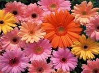 Девушка Цветы flowers, nature, wallpaper 110 обои рабочий стол