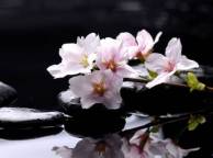 Девушка Цветы flowers, nature, wallpaper 519 обои рабочий стол