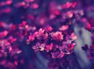 Девушка Цветы flowers, nature, wallpaper 377 обои рабочий стол