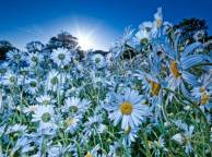 Девушка Цветы flowers, nature, wallpaper 28 обои рабочий стол
