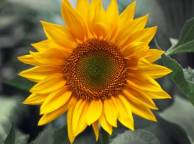Девушка Цветы flowers, nature, wallpaper 5246 обои рабочий стол