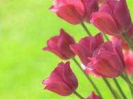Девушка Цветы flowers, nature, wallpaper 5237 обои рабочий стол