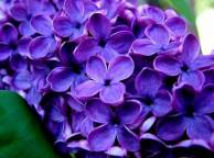 Девушка Цветы flowers, nature, wallpaper 5169 обои рабочий стол