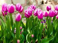 Девушка Цветы flowers, nature, wallpaper 4181 обои рабочий стол