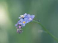Девушка Цветы flowers, nature, wallpaper 316 обои рабочий стол