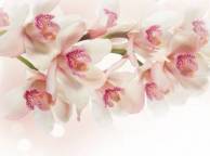 Девушка Цветы flowers, nature, wallpaper 279 обои рабочий стол