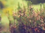 Девушка Цветы flowers, nature, wallpaper 354 обои рабочий стол