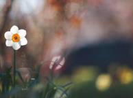 Девушка Цветы flowers, nature, wallpaper 312 обои рабочий стол