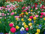 Девушка Цветы flowers, nature, wallpaper 522 обои рабочий стол