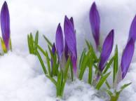 Девушка Цветы flowers, nature, wallpaper 5202 обои рабочий стол