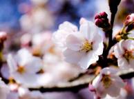Девушка Цветы flowers, nature, wallpaper 57 обои рабочий стол