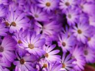 Девушка Цветы flowers, nature, wallpaper 224 обои рабочий стол