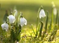 Девушка Цветы flowers, nature, wallpaper 559 обои рабочий стол