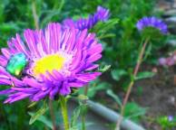 Девушка Цветы flowers, nature, wallpaper 410 обои рабочий стол