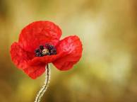 Девушка Цветы flowers, nature, wallpaper 373 обои рабочий стол