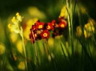 Девушка Цветы flowers, nature, wallpaper 327 обои рабочий стол