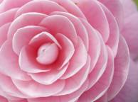 Девушка Цветы flowers, nature, wallpaper 259 обои рабочий стол