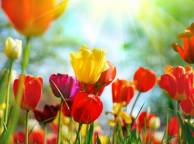 Девушка Цветы flowers, nature, wallpaper 225 обои рабочий стол