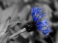Девушка Цветы flowers, nature, wallpaper 5131 обои рабочий стол