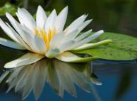 Девушка Цветы flowers, nature, wallpaper 5127 обои рабочий стол