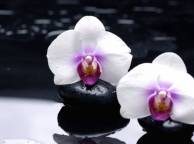Девушка Цветы flowers, nature, wallpaper 3125 обои рабочий стол