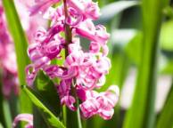 Девушка Цветы flowers, nature, wallpaper 55 обои рабочий стол