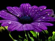 Девушка Цветы flowers, nature, wallpaper 585 обои рабочий стол