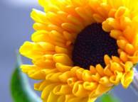 Девушка Цветы flowers, nature, wallpaper 469 обои рабочий стол