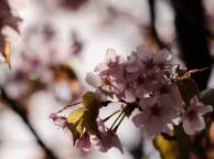 Девушка Цветы flowers, nature, wallpaper 311 обои рабочий стол
