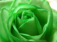Девушка Цветы flowers, nature, wallpaper 598 обои рабочий стол