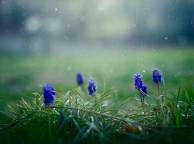 Девушка Цветы flowers, nature, wallpaper 293 обои рабочий стол