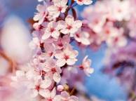 Девушка Цветы flowers, nature, wallpaper 487 обои рабочий стол