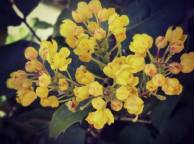 Девушка Цветы flowers, nature, wallpaper 314 обои рабочий стол