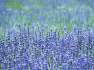 Девушка Цветы flowers, nature, wallpaper 339 обои рабочий стол