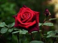 Девушка Цветы flowers, nature, wallpaper 120 обои рабочий стол