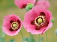 Девушка Цветы flowers, nature, wallpaper 37 обои рабочий стол