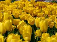 Девушка Цветы flowers, nature, wallpaper 5247 обои рабочий стол