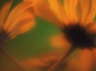 Девушка Цветы flowers, nature, wallpaper 246 обои рабочий стол