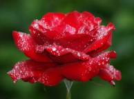 Девушка Цветы flowers, nature, wallpaper 516 обои рабочий стол