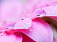 Девушка Цветы flowers, nature, wallpaper 382 обои рабочий стол