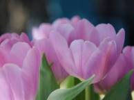 Девушка Цветы flowers, nature, wallpaper 550 обои рабочий стол