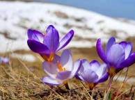 Девушка Цветы flowers, nature, wallpaper 555 обои рабочий стол