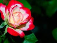 Девушка Цветы flowers, nature, wallpaper 4174 обои рабочий стол