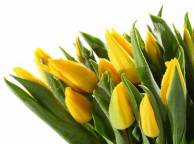 Девушка Цветы flowers, nature, wallpaper 268 обои рабочий стол