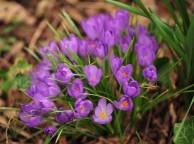 Девушка Цветы flowers, nature, wallpaper 296 обои рабочий стол